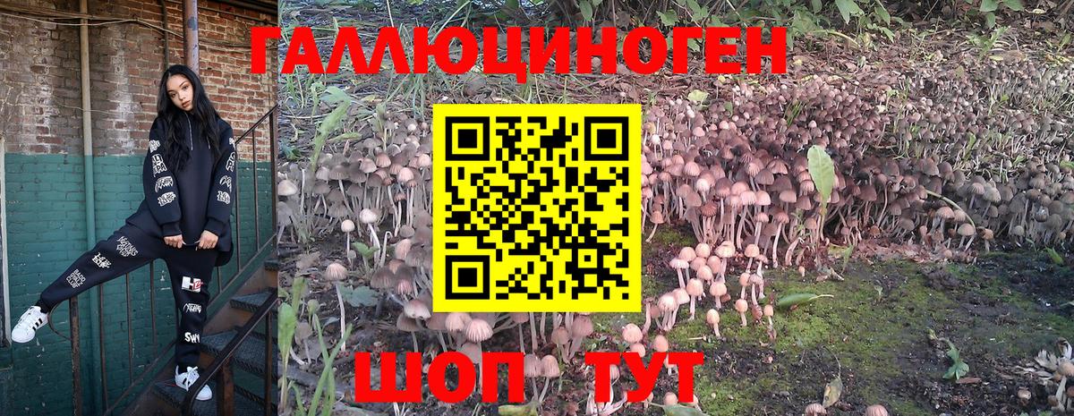 Карачаевск  Галлюциногенные грибы Cubensis  Псилоцибиновые грибы Psilocybine cubensis  Вход с VPN 